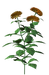 Цветы в PNG